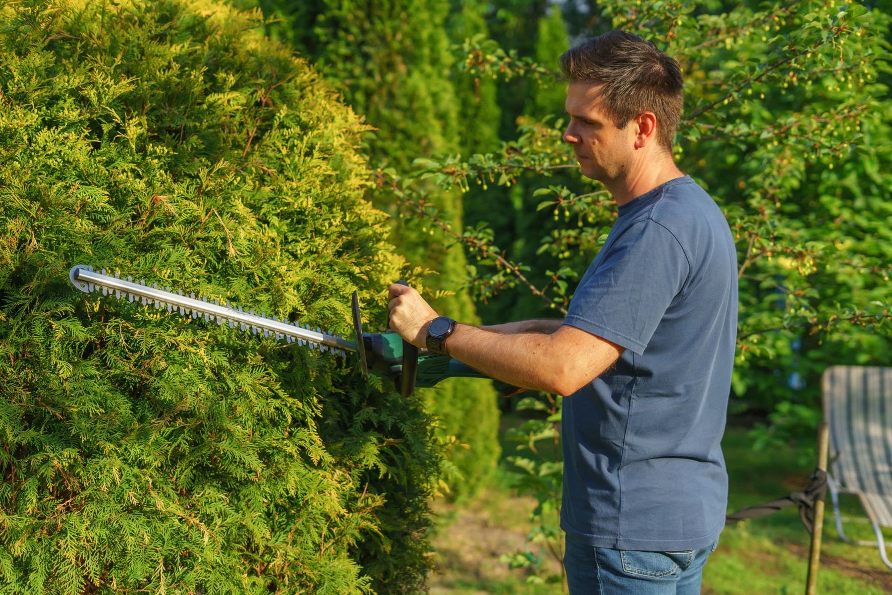 A gardener trimming a tall hedge