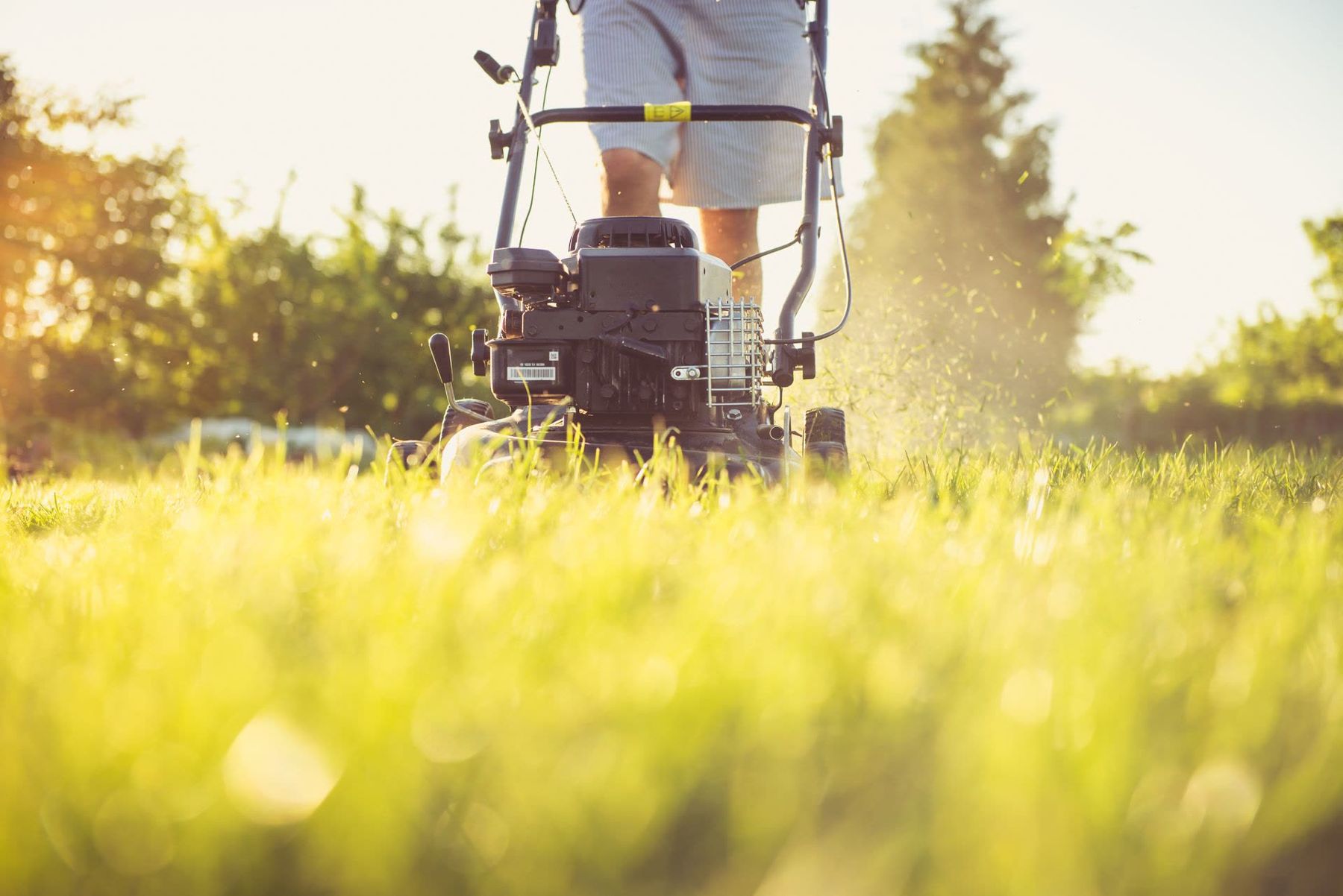 A lawn being mown in low sun